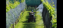 Pesticidas en el vino